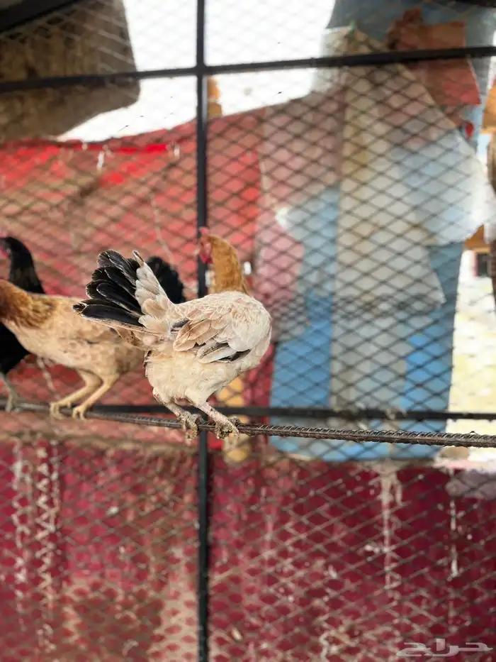 دجاج بلدي ( تم البيع بارك الله للمشتري) 3