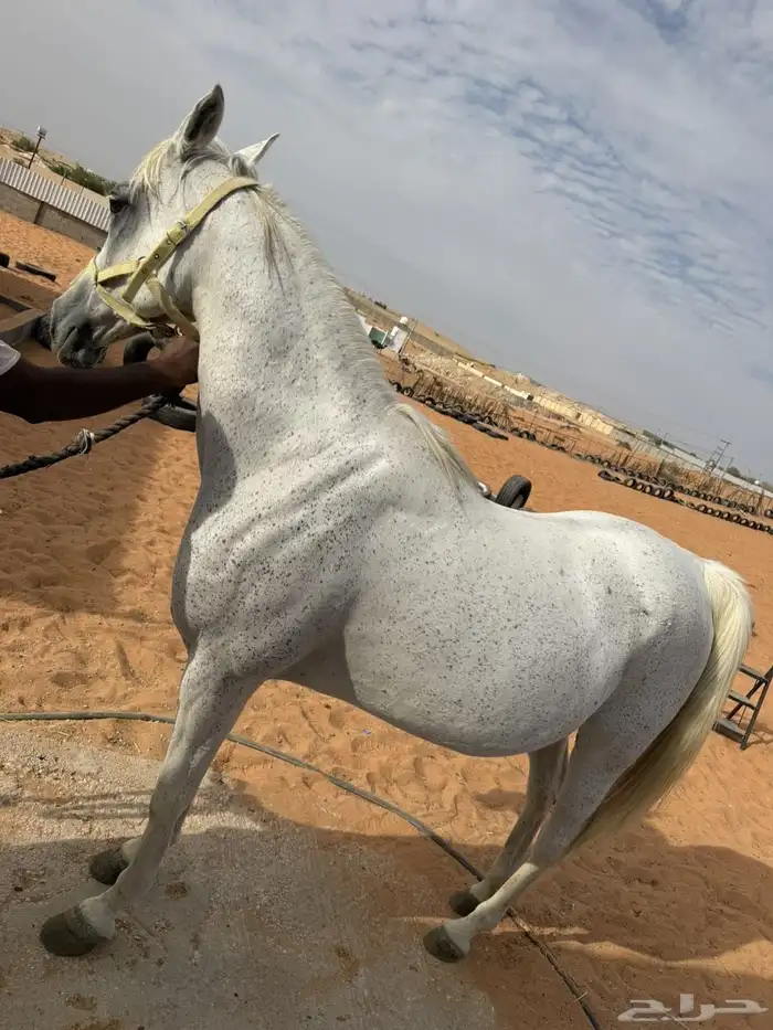 للبيع فرس شعبيه لقاح ثقيل 3