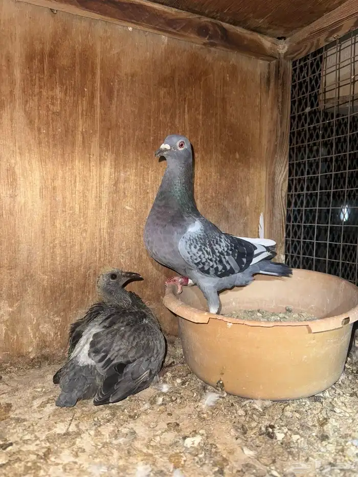 للبيع جوز زاجل سباق 1