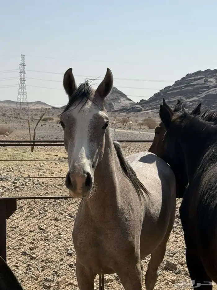 حصان شعبي عربي 3