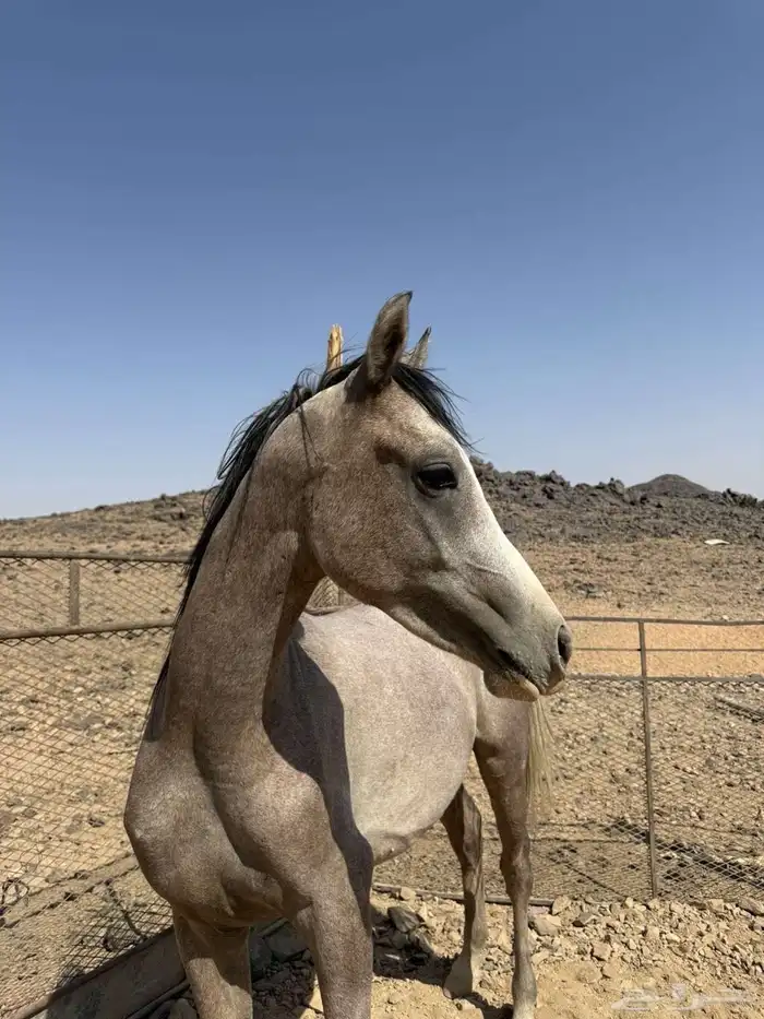حصان شعبي عربي 4