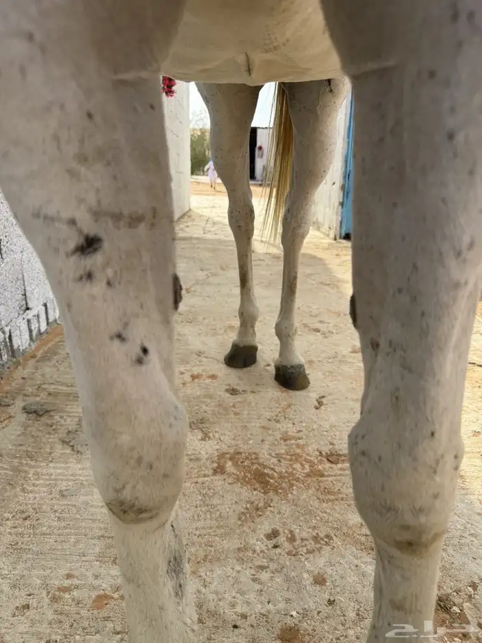 للبيع فرس شعبيه لقاح ثقيل 5