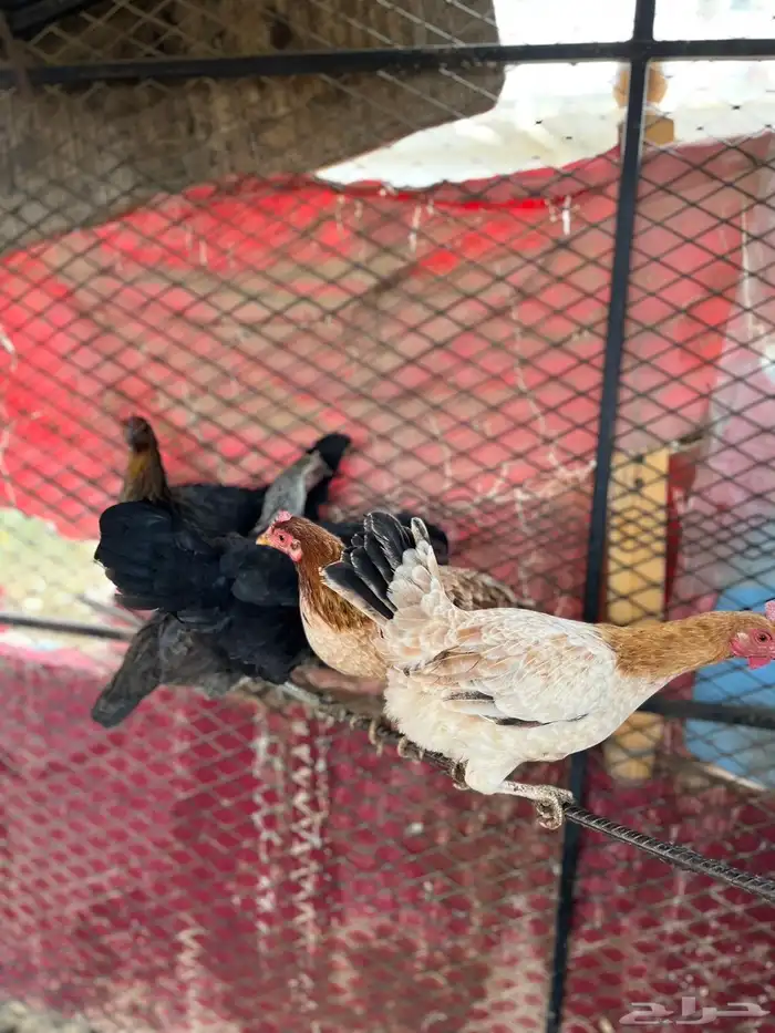 دجاج بلدي ( تم البيع بارك الله للمشتري) 0