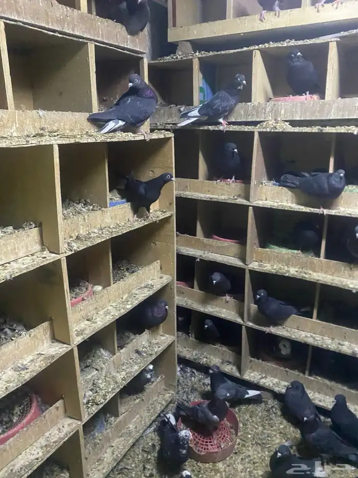 حمام قطايف للبيع جمله عدد الاجواز 70 تزود وتنقص وصنادق 8