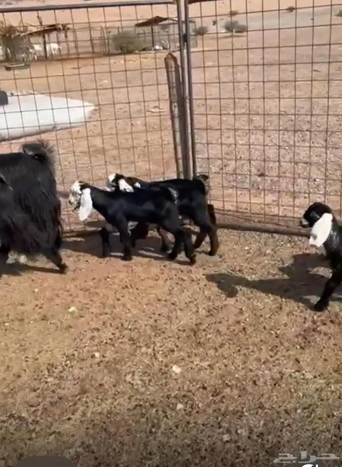 معزا متاومه 3 معها 6 روم وديوس سلم سديس قارح شبب الحناكيه 3