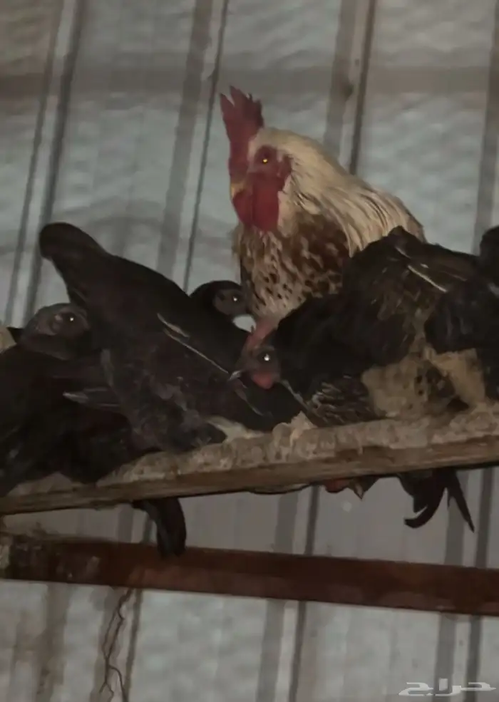 دجاج عربي مع فيوم ( تم البيع) 2