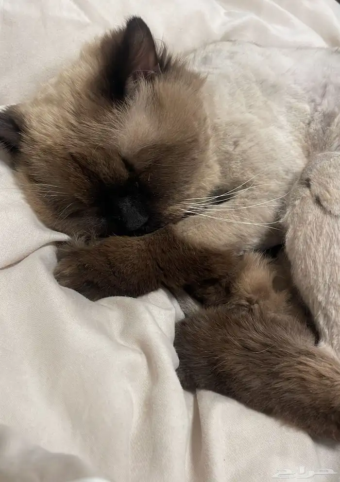 قط ضايع حي الريان 1