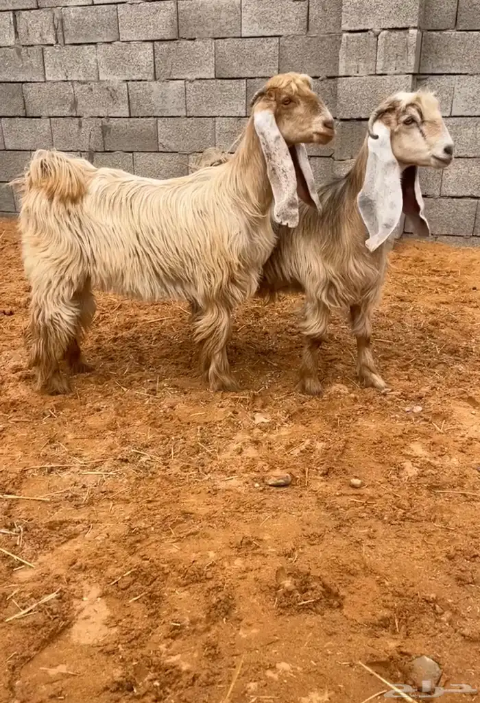 جفرتين عوارض صفر صنف خصم تم البيع 0