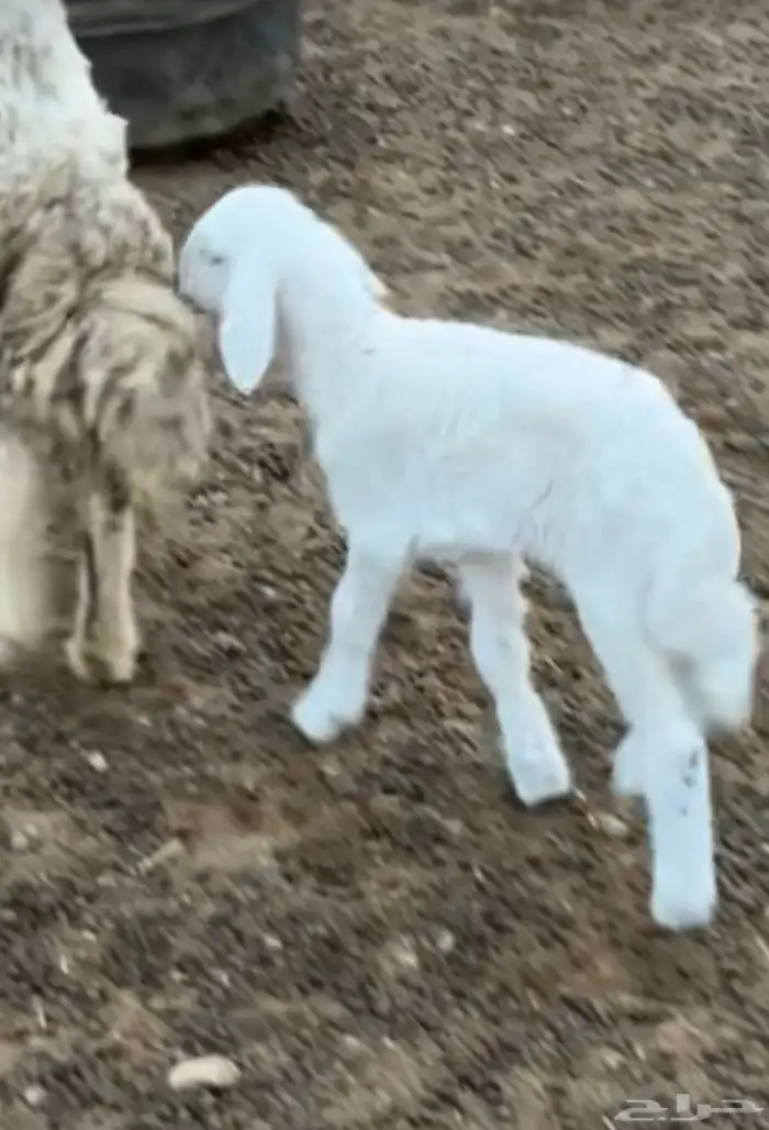 دا غور للبيع حري رخل 2