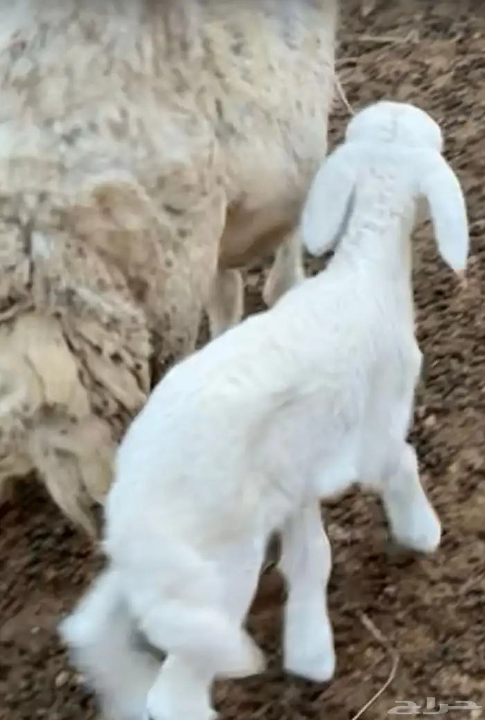 دا غور للبيع حري رخل 1