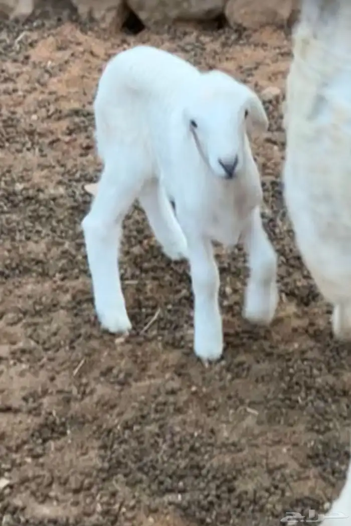 دا غور للبيع حري رخل 0