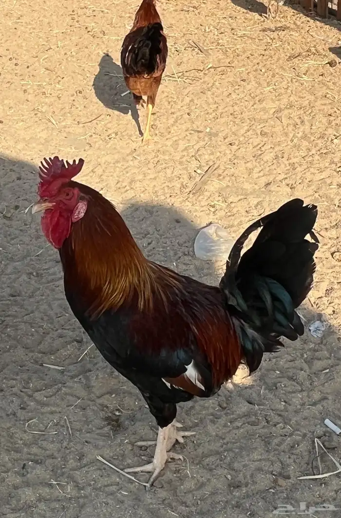 ديك عربي اصيل تراثي ( تاج ) 2