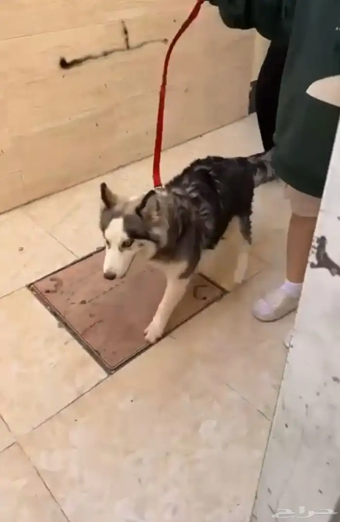 كلب هاسكي مطعم ثلاث تطعمت و عمره صغير و لعوب و معاه جواز 0