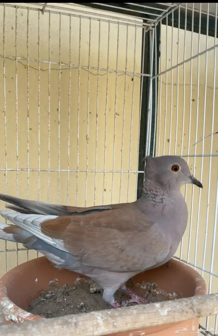 هجين ياكريم 1