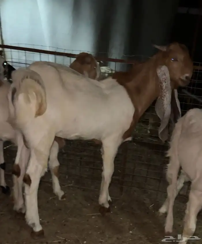 تيس جذع هولندي فاخر 2