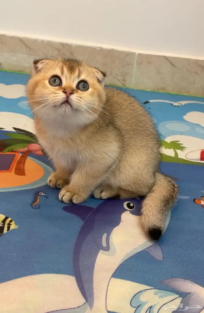 قط سكوتش فولدNY-11 2