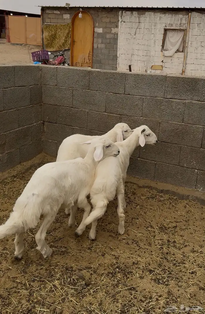 طليان سمان للبيع 0