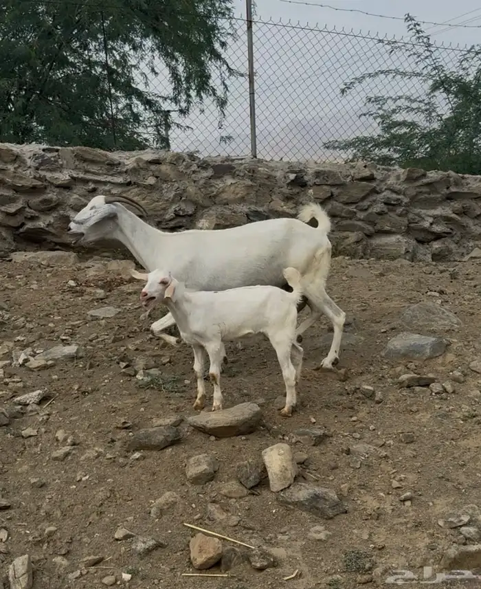 3 معزا بييشيات فاخره تحتها 3 4