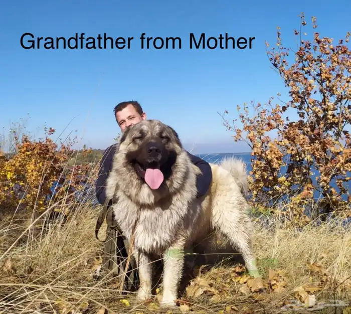 جرو قوقاز أبطال للبيع 3