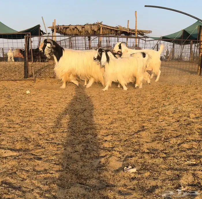 ماعز مصريات اصل 1