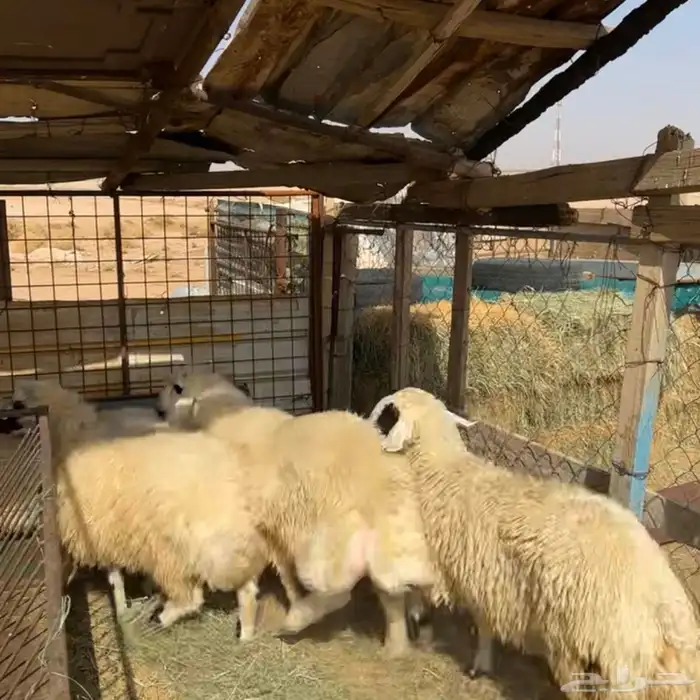 خرفان حري ( تم البيع ) 0