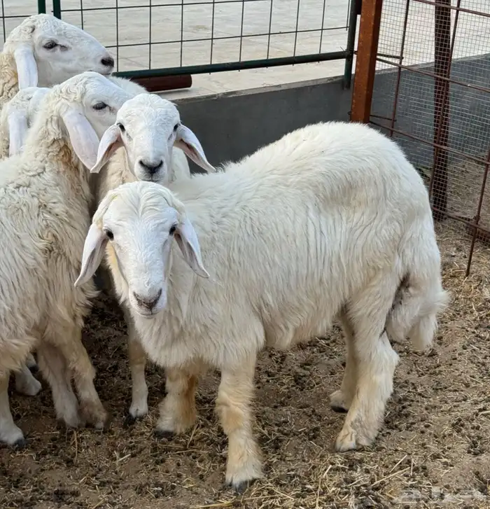 ذبايح حري ونعيمي 1