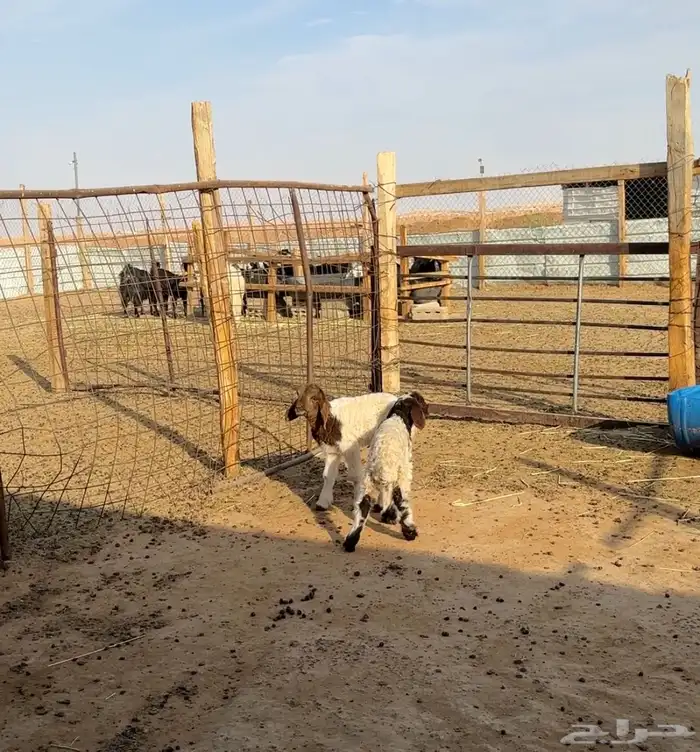 دواغير نعيم 0