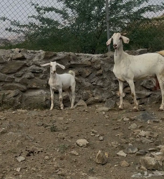 3 معزا بييشيات فاخره تحتها 3 1