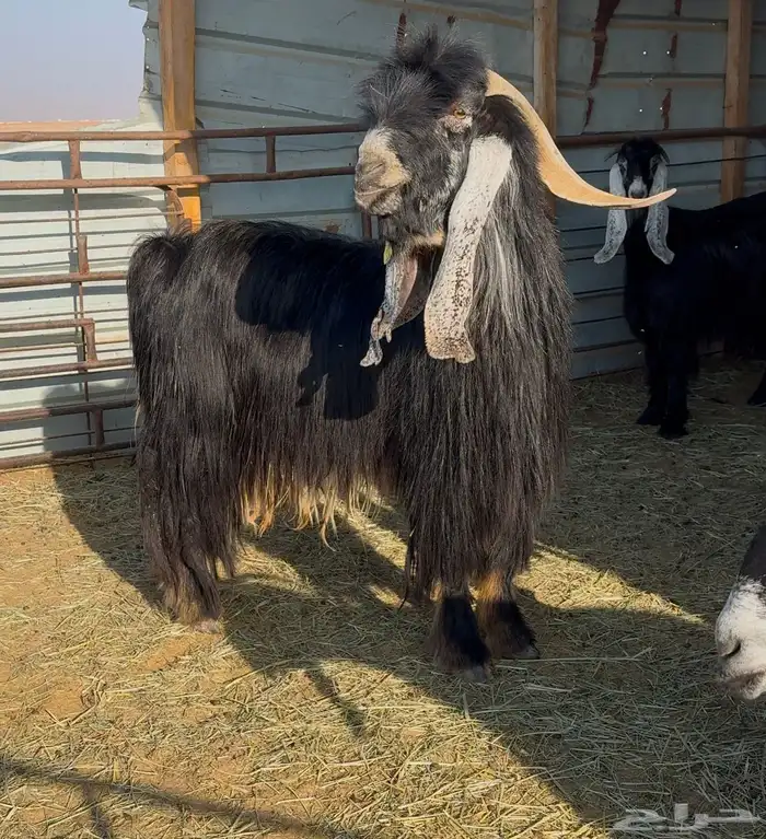 تيس عارضي صنف 0