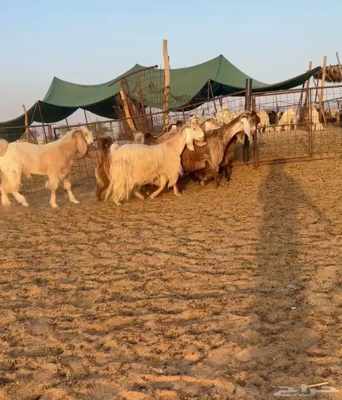 ماعز مصريات اصل 0