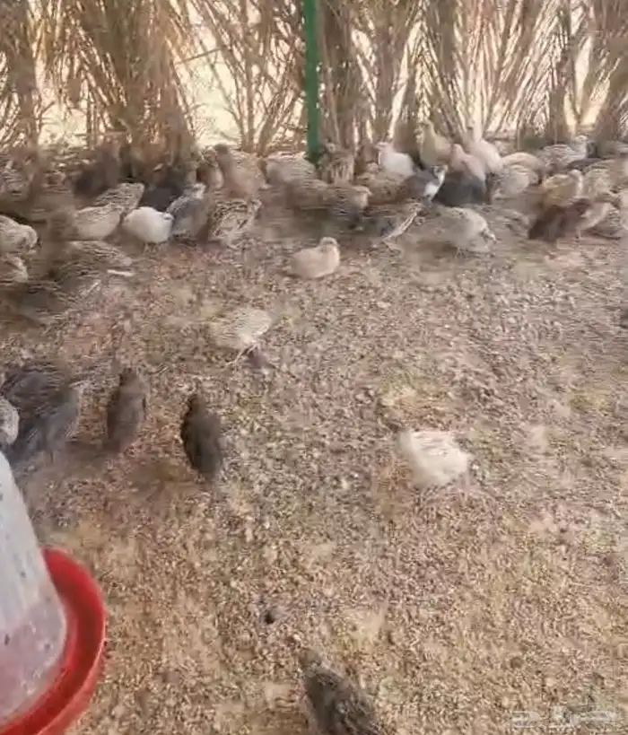 للبيع سمان (فري ) الموقع الاحساء العمر 25 يوم 1