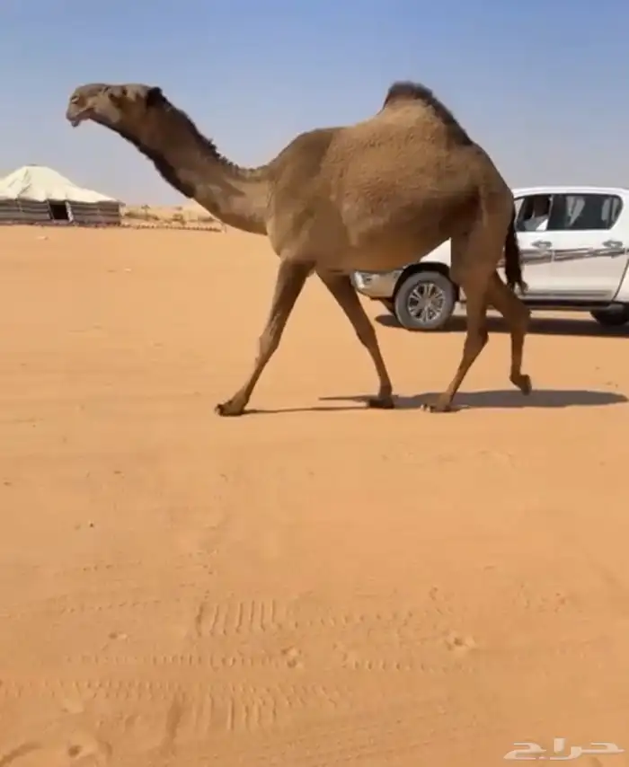 بكره صفرا كفو 0