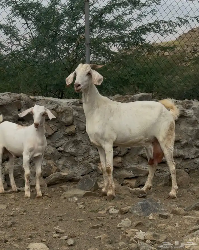 3 معزا بييشيات فاخره تحتها 3 0