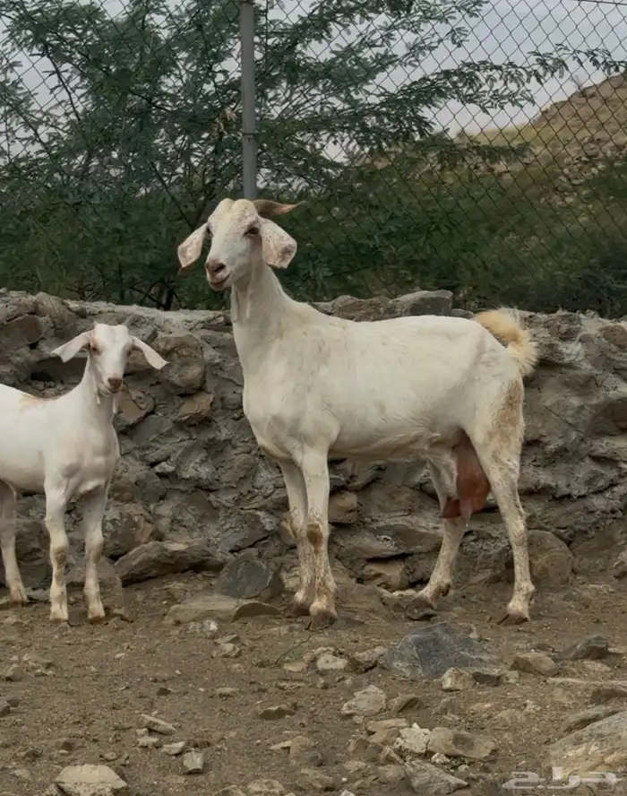 3 معزا بييشيات فاخره تحتها 3 2