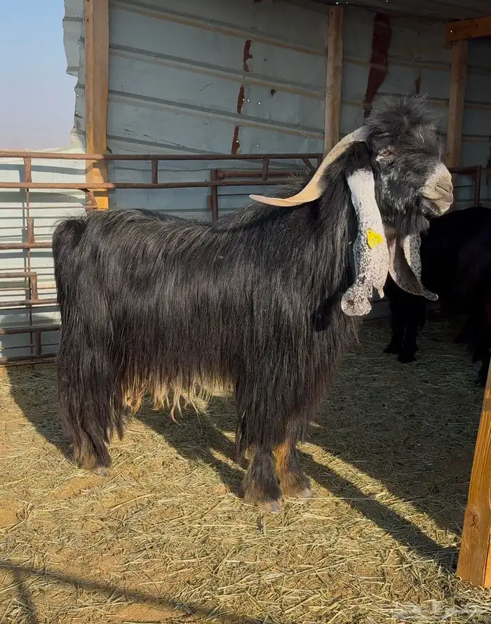 تيس عارضي صنف 1