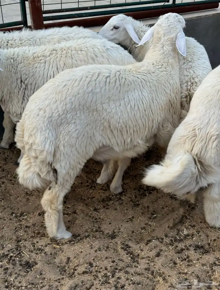 ذبايح حري ونعيمي 0