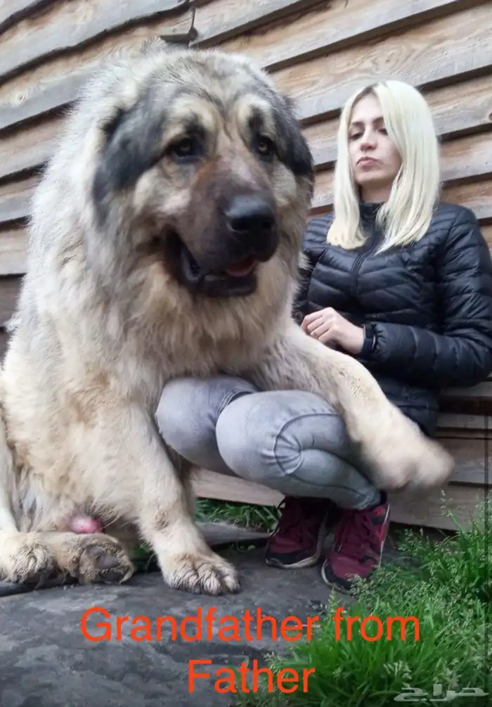 جرو قوقاز أبطال للبيع 1