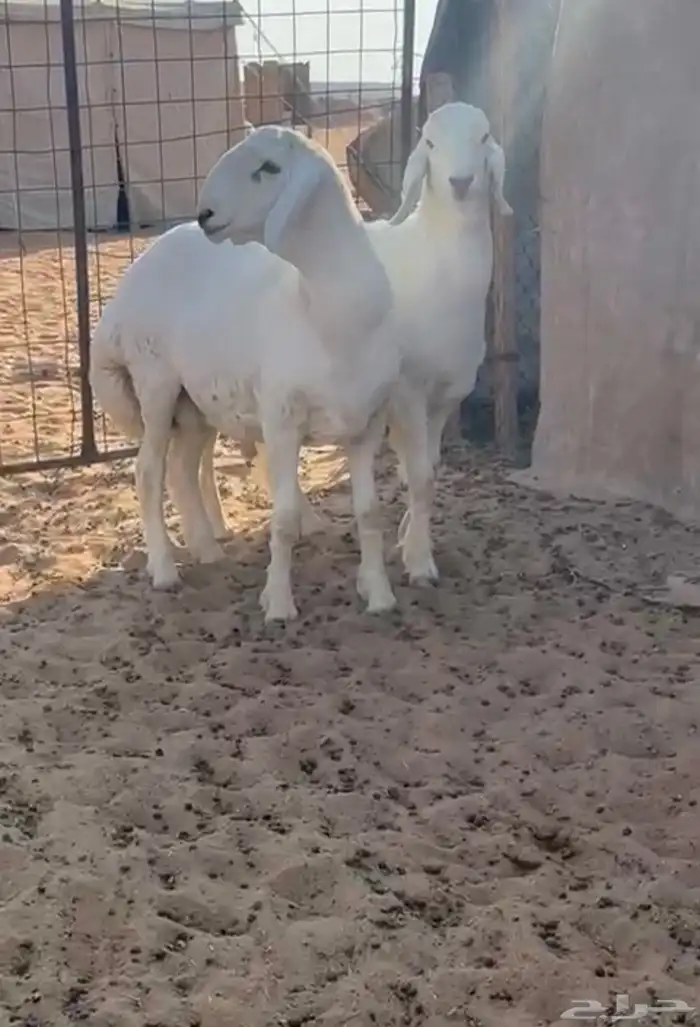 فحل حري مشروع العمر 5 شهور تابع العرض السابق 1