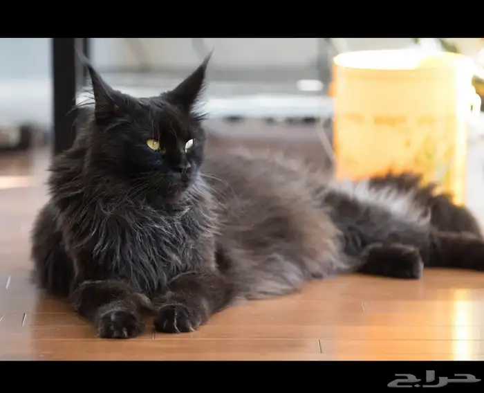 قطط ماين كون للبيع مستويات قوية بلاك 3