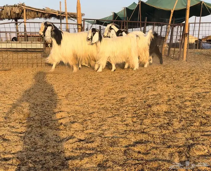 ماعز مصريات اصل 0