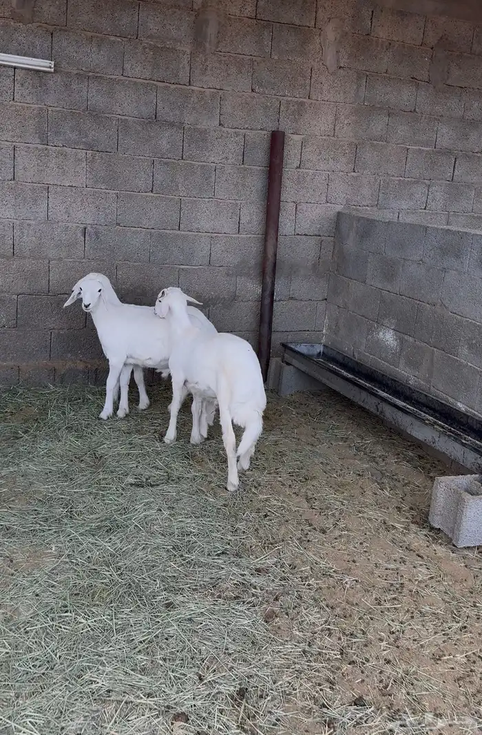 طليان سمان للبيع 1