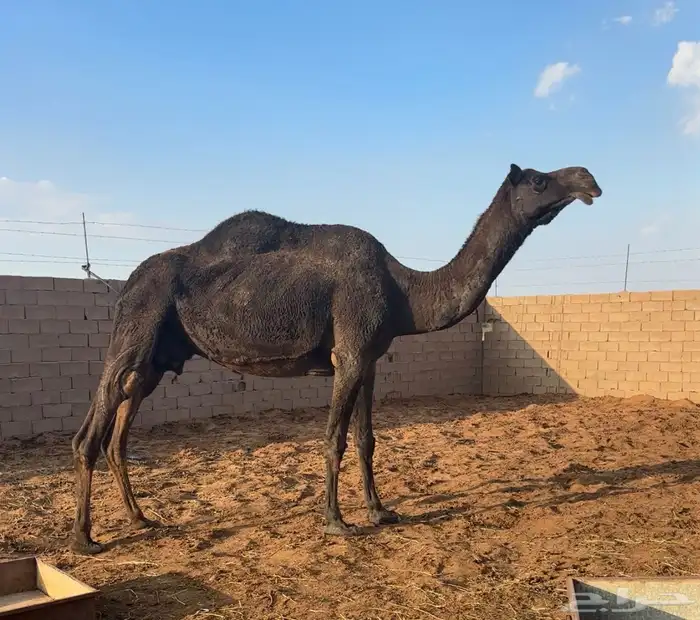 ضروبه طيبه 0