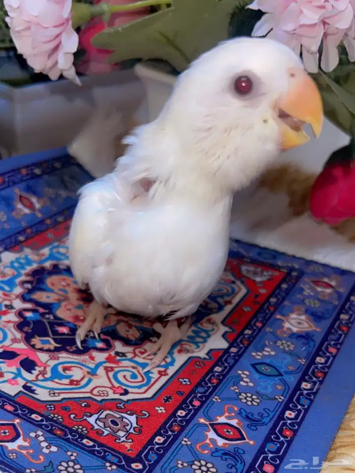 فرخ روز البينو غر شرط الصحه 3