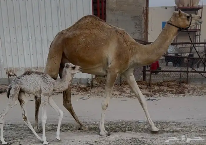 خلفه هجن كفو وولدها كفو 2