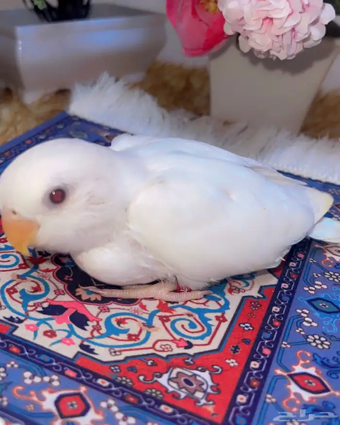 فرخ روز البينو غر شرط الصحه 2