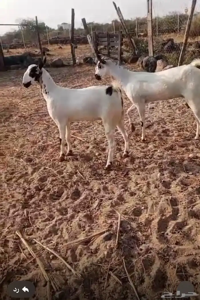 جفره فاخره 1