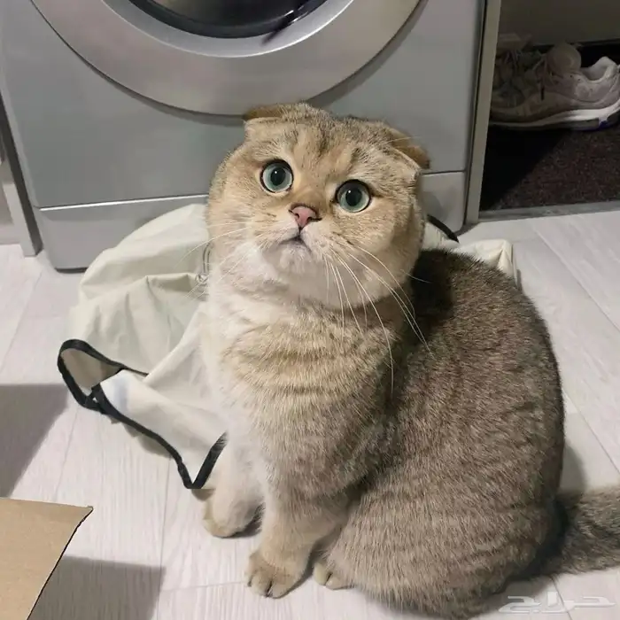 ابغى قطه سكوتش فولد نفس اللون هذا للتبني 0