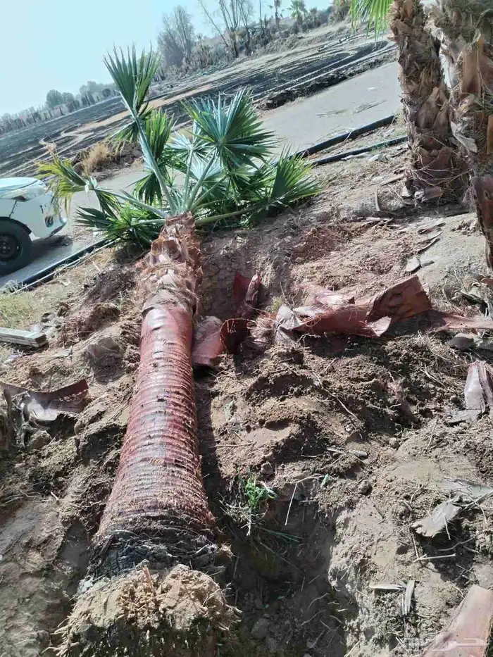 نخل زينه واشنطني أمريكي نخيل عربي نخل زينه نخيل زينه جميع ال 1