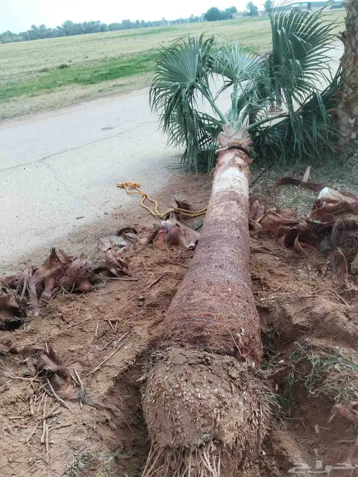 نخل زينه واشنطني أمريكي نخيل عربي نخل زينه نخيل زينه جميع ال 9