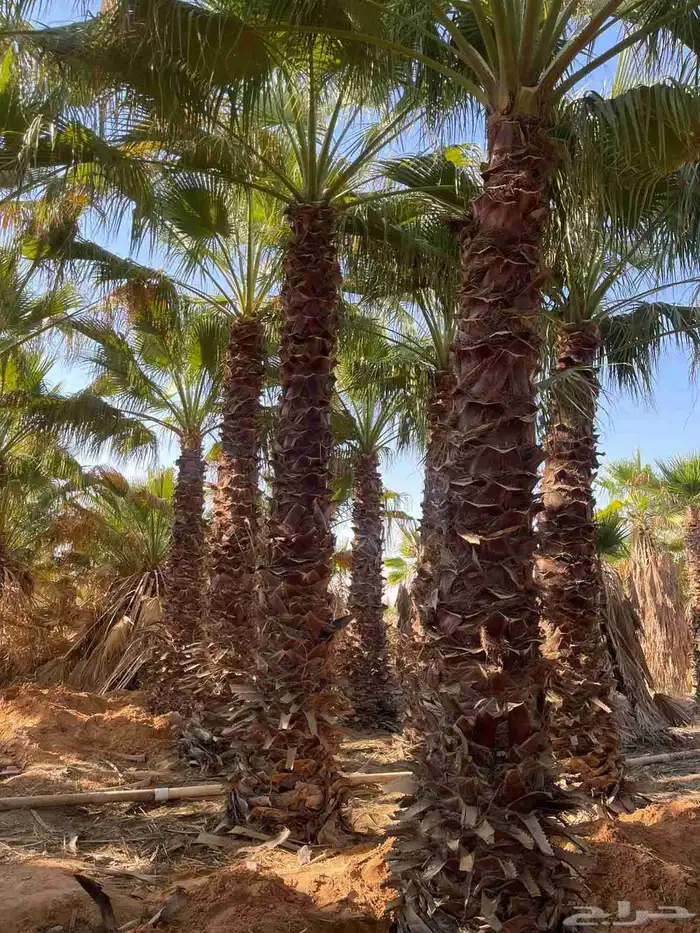 نخل عربي واشنطني خلاض برحي صقعي شيشي مجدول سكري فسايل 14